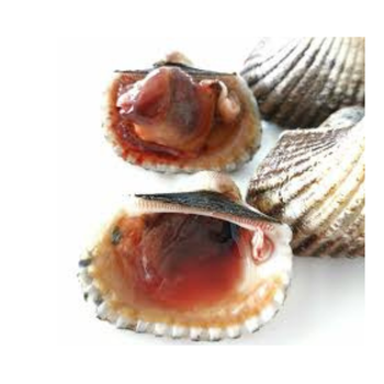 IQF Frozen Seafood Shell Cockle Clam High Quality Cheap Price 100% Organic Whole Blood Cockle For Sale from Vietnam - TOP CARGO COMPANY LIMITED - Vietnam