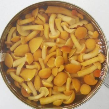 Authentic Asian Flavor Hypoallergenic Canned Mushroom Nameko for Barbecue Parties - Xixia Songlin Guye Co., Ltd - China