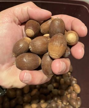 Farm Fresh Acorns Whole Seeds Natural Taste Clean Fresh Quality Ideal For Feed Industry And Bulk Processing Use Buy Today Fast Delivery Premium Quality Wholesale - wood traders - Poland
