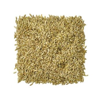 Canary seeds wholesale stock available in bulk bags and containers - MASI TRADING GMBH - Germany
