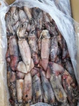 Frozen Squid - Pisces Import Export Company Limited - Vietnam