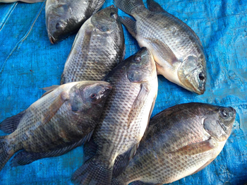 Fresh Tilapia - Niels Jesper Pedersen - Denmark
