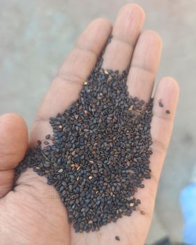 Black Sesame Seeds (Kala Til) Type Whole Port Mundra Taste Premium Grade Grade A Flavor Natural Quality Premium Variety Superior - Honest Origin Good Foodstuff Trading LLC - United Arab Emirates