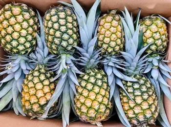 Pineapple (Fresh) – product photo, Fresh Pineapple products found from trusted suppliers, wholesalers, manufacturers & exporters Listing