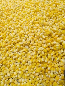Frozen Sweet corn - Shri Ram solvent ext pvt ltd - India