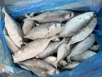 Frozen horse mackerel, Chinese big eye horse mackerel, whole roundtail horse mackerel - Jinjiang Yueshuang Import&Export Trade Co.,Ltd - China