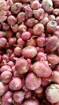 Onion - RCPI INDIA PRIVATE LIMITED - India