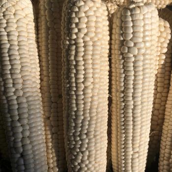 White Corn Brazil frozenchickenexports.com from AGROSTREAM EXPORTS AND IMPORTS PTY LTD White Corn Brazil frozenchickenexports.com - AGROSTREAM EXPORTS AND IMPORTS PTY LTD - South Africa