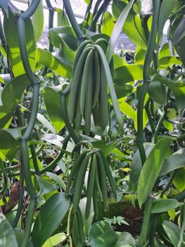 Vanilla beans from Baharat explore nusantara Vanilla beans – product photo, Dried Vanilla Beans products found from trusted suppliers, wholesalers, manufacturers & exporters Listing