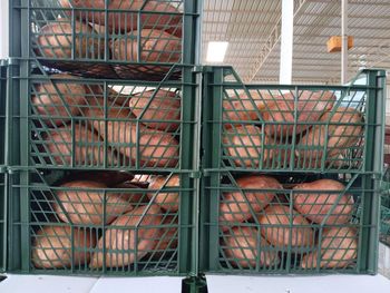 Fresh Egyptain Sweet Potato Organic No Bin Size 600 Kg Freshness Level Fresh Custom Packing Available Packaging Size 6 Kg Cartons - Albasmala Global Trade - Egypt
