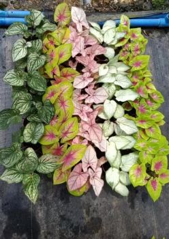 Ornamental Live Plants Caladium Bicolor Color Green Style Bonsai Origin China Model NO. CA577008 HS Code 0602909999 Type Mini Indoor Plants - Guangzhou Yihe Gardening Co., Ltd. - China