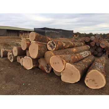 Red Oak Wood Logs - High-Quality Timber for Furniture and Flooring - Exigentelaxia Unipessoal Lda - Portugal