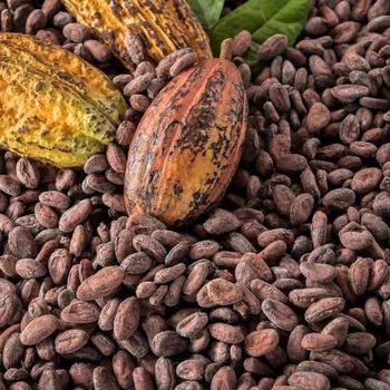 Cocoa Beans – product photo, Fermented Cocoa Beans products found from trusted suppliers, wholesalers, manufacturers & exporters Listing