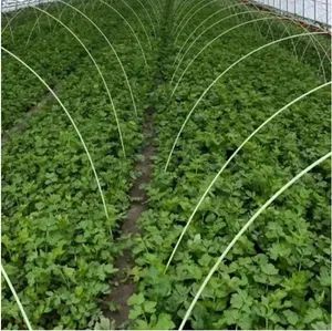 Premium Heavy-Duty Fiberglass Curtain Rods for Outdoor Use Type Flat Origin China Model NO. YB-02 Shape T-Profile HS Code 68091100 - Yibei Fiber Products Company - China