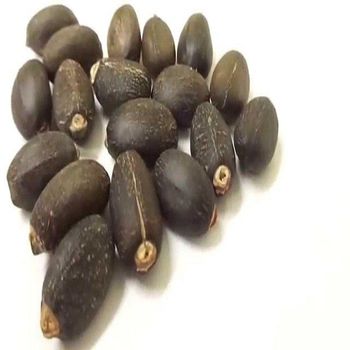  Jatropha Seeds - AGRO AFRIQUE COMPANY LIMITED - Tanzania