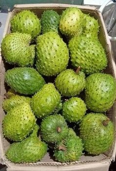 fresh soursop fruit wholesale Type Unripe Grade High Quality Packaging 10KG Mesh bag Shelf Life 2 Weeks - AgronoMarket - United States