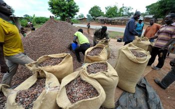 Cocoa Beans from BW International Agro Export Cocoa Beans - BW International Agro Export - Ghana