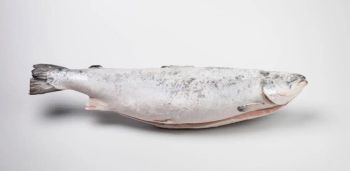 Frozen Salmon Whole Gutted Origin Norway Storage Temperature -22c Packing Weight 22-25kg Per - ISLA SEAFOODS LLC - United Arab Emirates