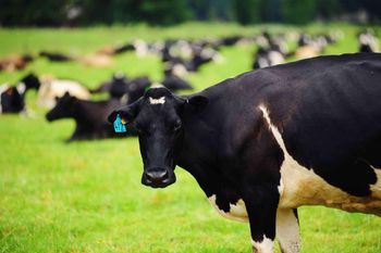 Bulk supply pregnant Holstein cows with cheap price suitable for professional dairy farms - Mutlu Et Mustafa - France