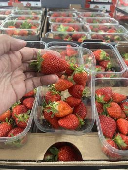 FRESH STRABERRIES from ART LOG MAROC FRESH STRABERRIES - ART LOG MAROC - France