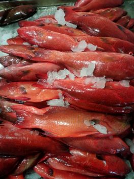Red grouper - Rs marine products trading - Philippines