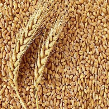 Wheat Grain / Wheat Flour - FIN ALAMAK  - Russian Federation