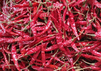 DRY RED CHILLI - Sanidhya - India