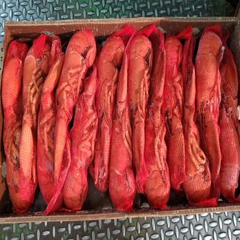Whole Frozen Lobster and Tails Premium Grade Of Product Quality Export Manufacture Market best quality - TRADECENTRIC LLC - United States