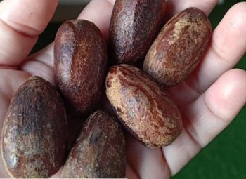 Nutmeg Unpeeled Premium from CV. Sekawan Cipta Dinar Nutmeg Unpeeled Premium - CV. Sekawan Cipta Dinar - Indonesia