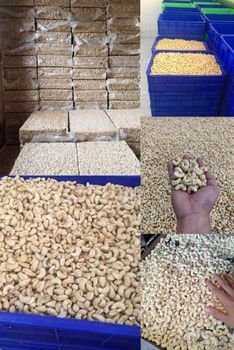 2026 Wholesale Cashew Nuts: Best Snack Manufacturers Supply Mixed Dried Varieties - PLANETE COMMERCE - France