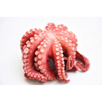 Frozen Whole Octopus bulk supply wholesale premium quality seafood - Medcompex Gmbh - United Kingdom
