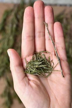 ROSEMARY Grade A Flavor Delightful Shelf Life 2 years Packaging naylon bag Aroma Strong And Fresh Antioxidant Content Rich - 2 Z for export - Egypt