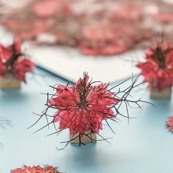 Dried Pressed Flowers for Crafts Black Seed Plant DIY Resin Crafts - Yose Model Limited - China