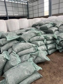 Sorghum silage from HR deverlopment Sorghum silage - HR deverlopment - Cambodia
