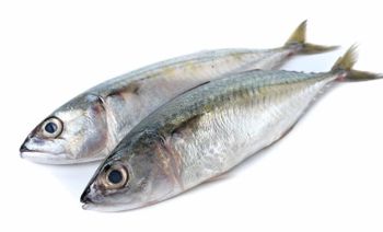 FROZEN INDIAN MACKEREL Shelf Life 2 YEARS Pricing Nwnc/nwfc/fwnc/fwfc Treatment Untreated/co Treated Size 5 To 8 Pcs/kg, 9 To 12 Pcs/kg - Netfish India - India