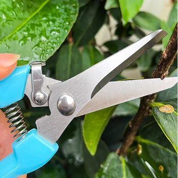 St002 New TPR Plastic Straight Blade Garden Flowers Fruit Trees Pruning Scissors - Yangjiang Strongtool Hardware Manufacture Co., Ltd. - China
