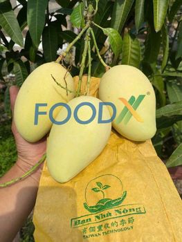 Fresh Mango - FoodX International Co., LTD - Vietnam