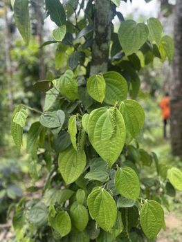 Black Pepper - Rootmatters - India