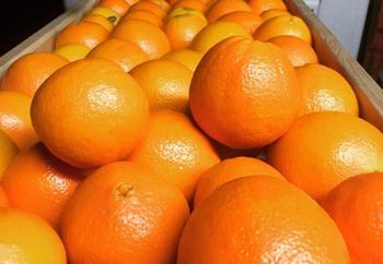 FRESH ORANGES - afrivett@gmail.com - South Africa