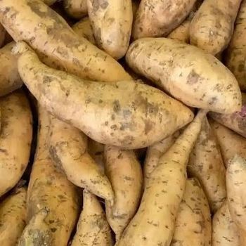 Sweet Potato Organic No - Rino - Indonesia
