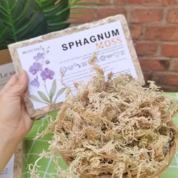 High-Quality Chilean Sphagnum Moss Water-Retentive & Breathable for Orchids Winter-Use Climbing Pet Beds & Hydroponic Plants - Jinan Sphagnum Horticulture Co., Ltd - China