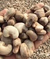 Export Grade Raw Cashew Nuts (RCN) Origin Nigeria Grade Export Grade Immature Nuts Max 5% Mold Infestation Nil Defective Nuts Max 8% - Bountymart - Nigeria