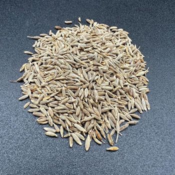 Bulk Cumin Spice Export Quality Pure Cumin Seeds For Food Industry And High Demand Markets With Strong Flavor - THE GREEN INTERNATIONAL LIMITED - Tanzania