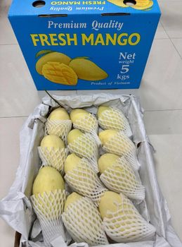 Yellow Kaew Mango - FoodX International Co., LTD - Vietnam