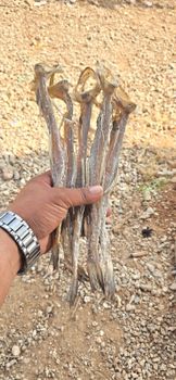 Dry shrim Freshness Level Dried - AKE DRY SEA FOOD - India