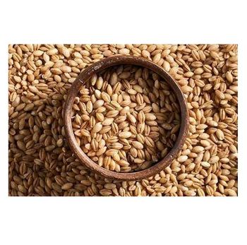 Wholesale Good Quality At Factory Price Barley Barley Animal Feed Barley Seeds -  CALIPSO POLSKA SP Z OO  - Poland