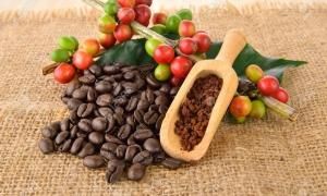 BIZIM ANADOLU TARIM SANAYI VE TICARET LIMITED – company logo, product detail supplier profile
