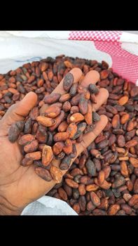 Dry Cocoa beans from AFRICAN GLOBAL TRADING LTD Dry Cocoa beans - AFRICAN GLOBAL TRADING LTD - Cameroon