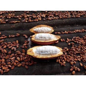 Cocoa Beans – product photo, Fermented Cocoa Beans products found from trusted suppliers, wholesalers, manufacturers & exporters Listing