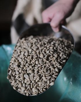 Vietnam Green Coffee Bean, High quality - Ready to Export - Agrolia - Thailand